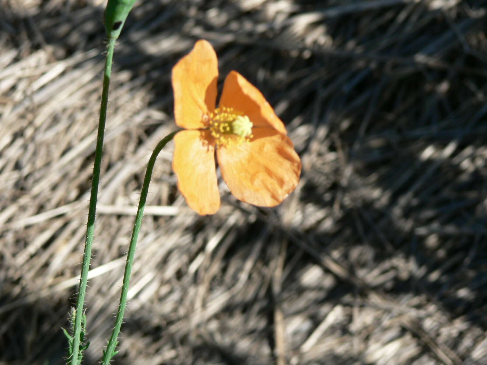 Image of Orange poppy