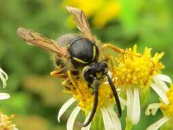 Image of Northern Aerial Yellowjacket