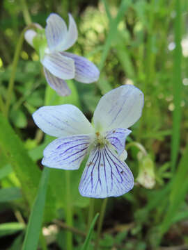 Image de Viola betonicifolia var. albescens (Nakai) Maekawa & Hashimoto