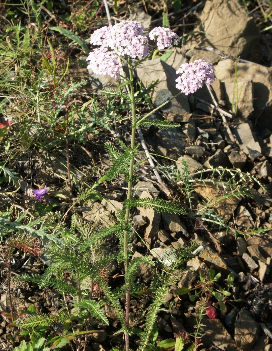 Achillea asiatica Serg. resmi