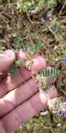 Image of Dalea cuatrecasasii Barneby