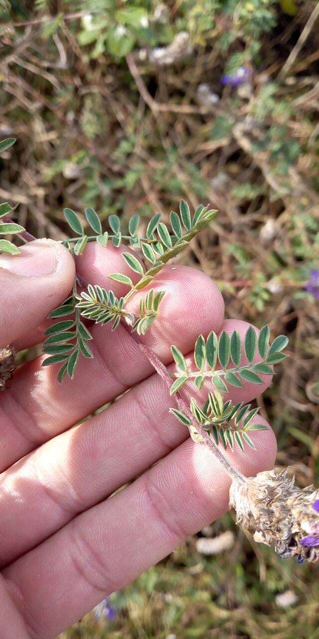 Image of Dalea cuatrecasasii Barneby