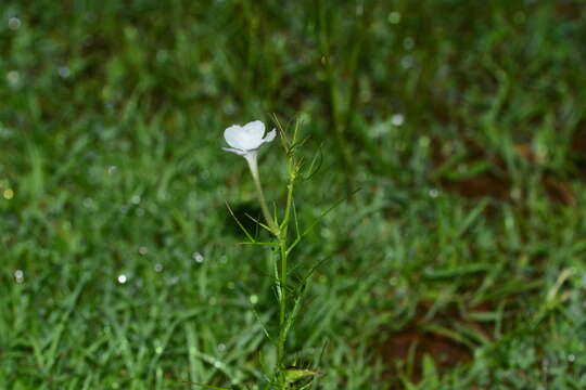 Image of Rhamphicarpa fistulosa (Hochst.) Benth.