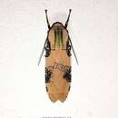 صورة Halysidota interlineata Walker 1855