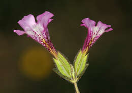 Image of Layne's monkeyflower