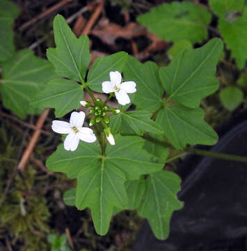 Image of Seaside Bittercress