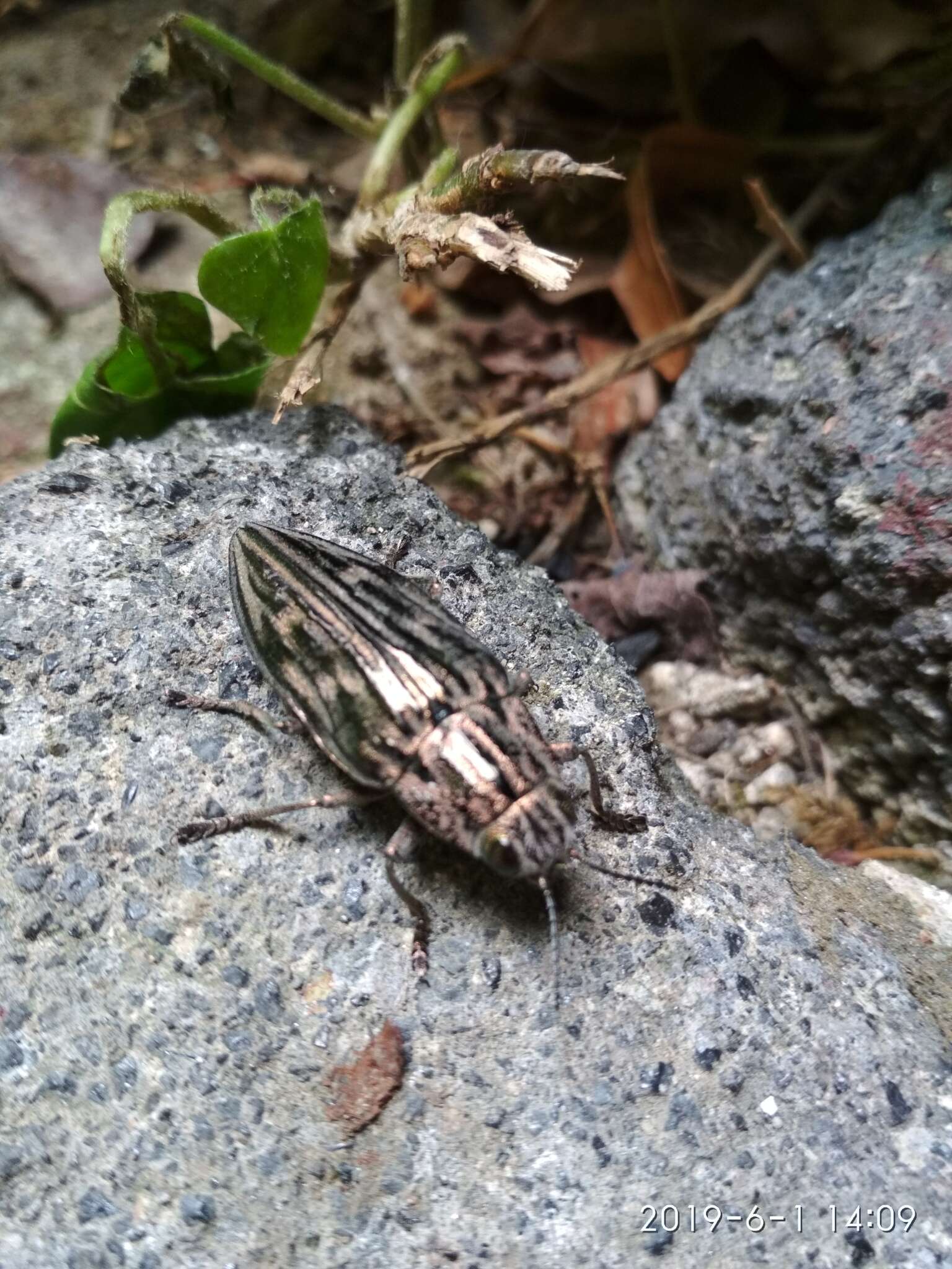 Image of Flatheaded Pine Borer