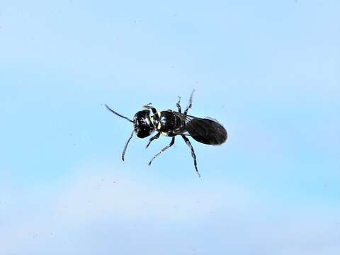 Image of Māori Masked Bee