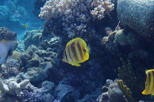 Image of Rainford's Butterflyfish