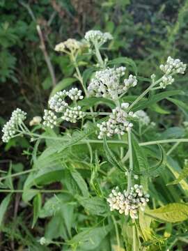 Plancia ëd <i>Eupatorium truncatum</i>