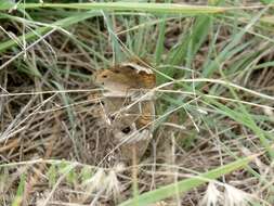 Image of Common buckeye