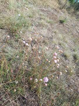 Image of Armeria maritima subsp. elongata (Hoffm.) Bonnier