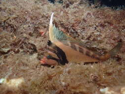 Image of Crested morwong