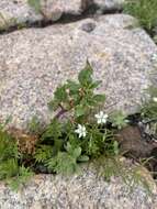 Image of Spergularia flaccida (Madden) I. M. Turner