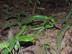 Image of Green Parrot Snake