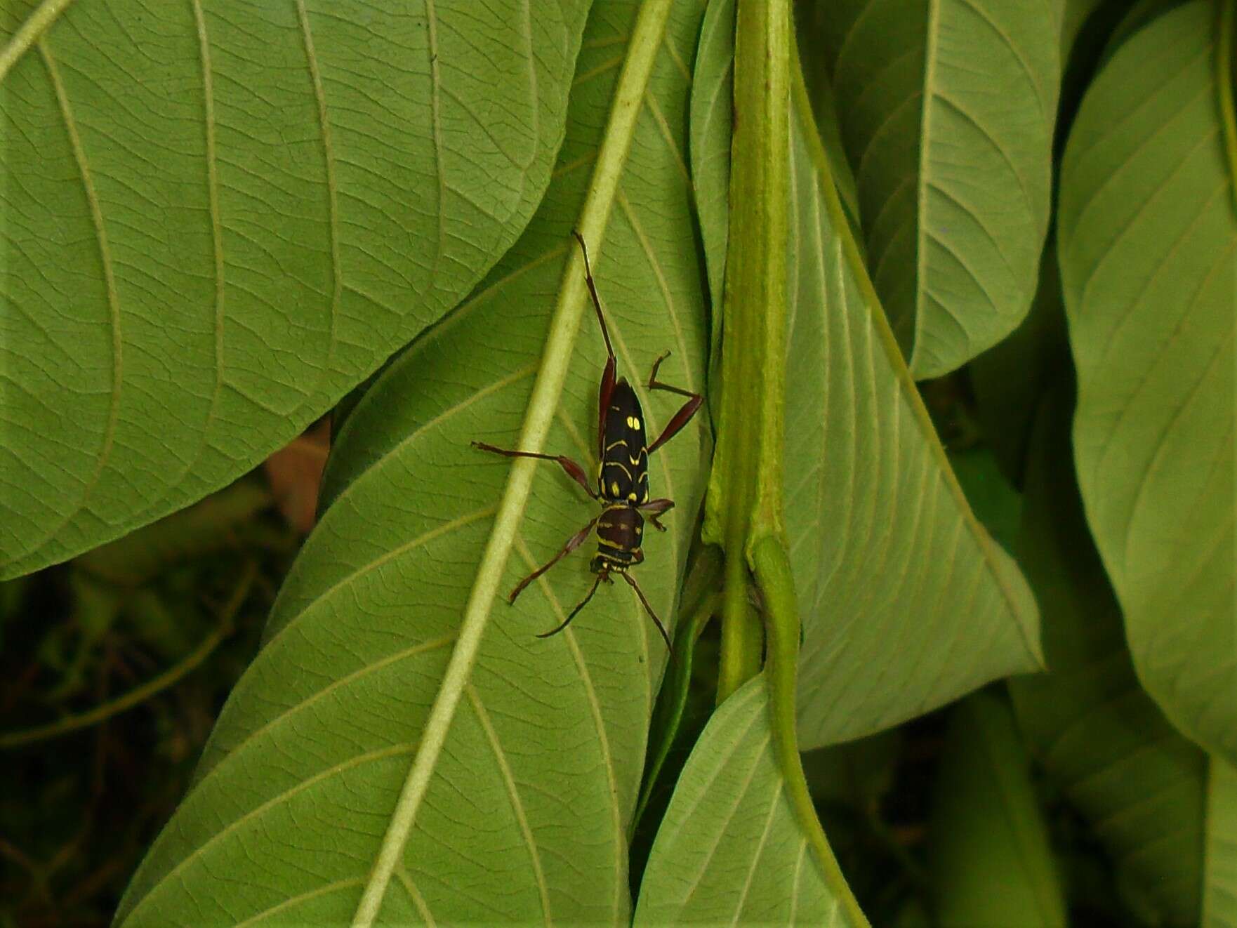 Image of Cotyclytus curvatus (Germar 1821)