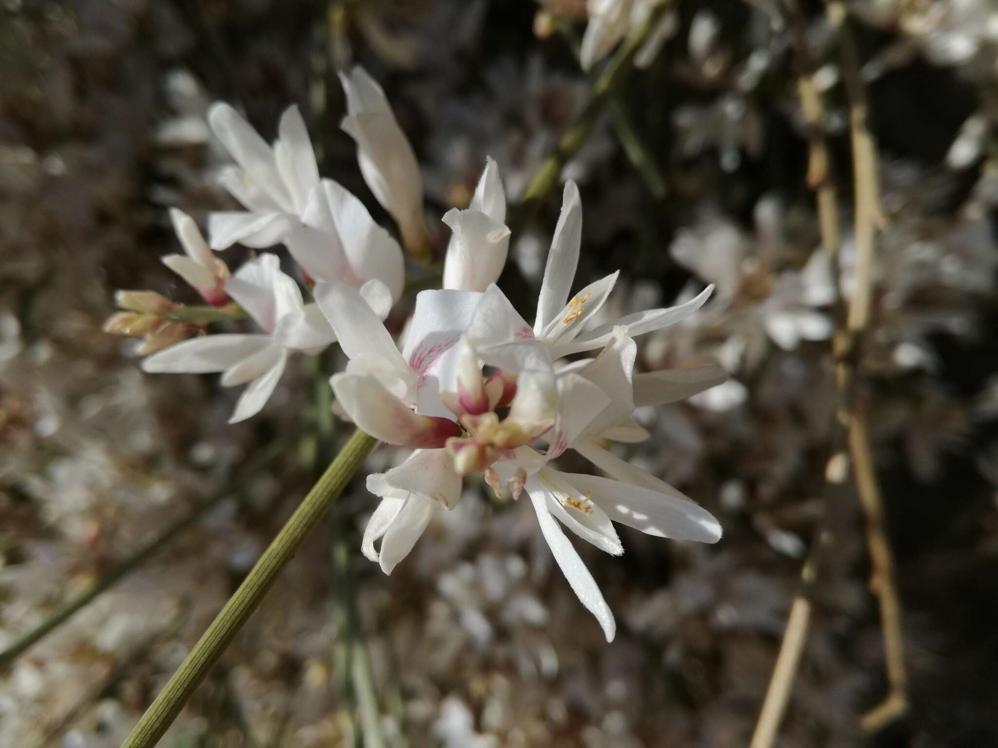 Image of Retama raetam subsp. gussonei (Webb) Greuter