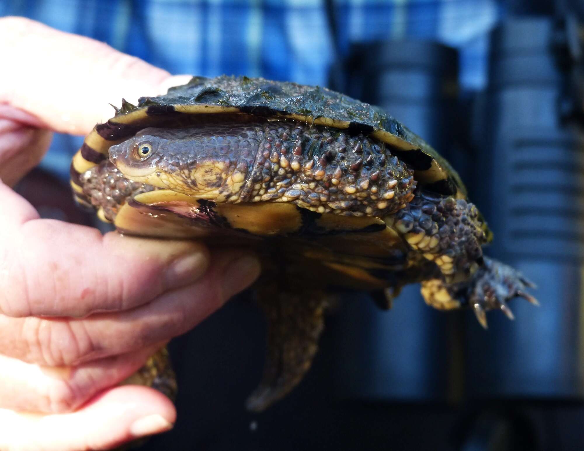 Image of Chaco Side-necked Turtle