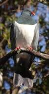 Image of Chatham Island pigeon