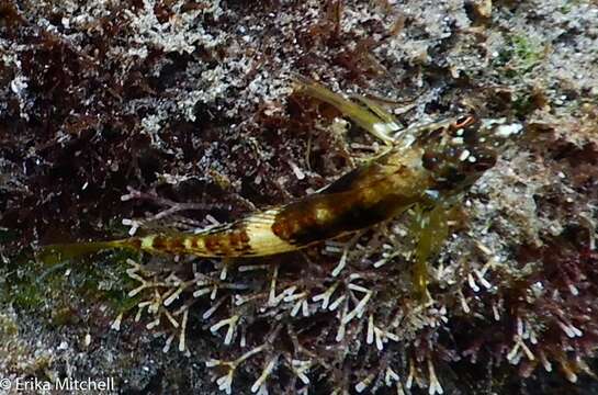 Imagem de Malacoctenus aurolineatus Smith 1957