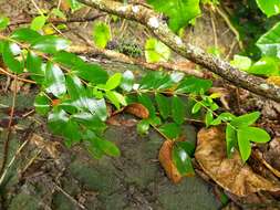 Image of Hypericum geminiflorum Hemsl.