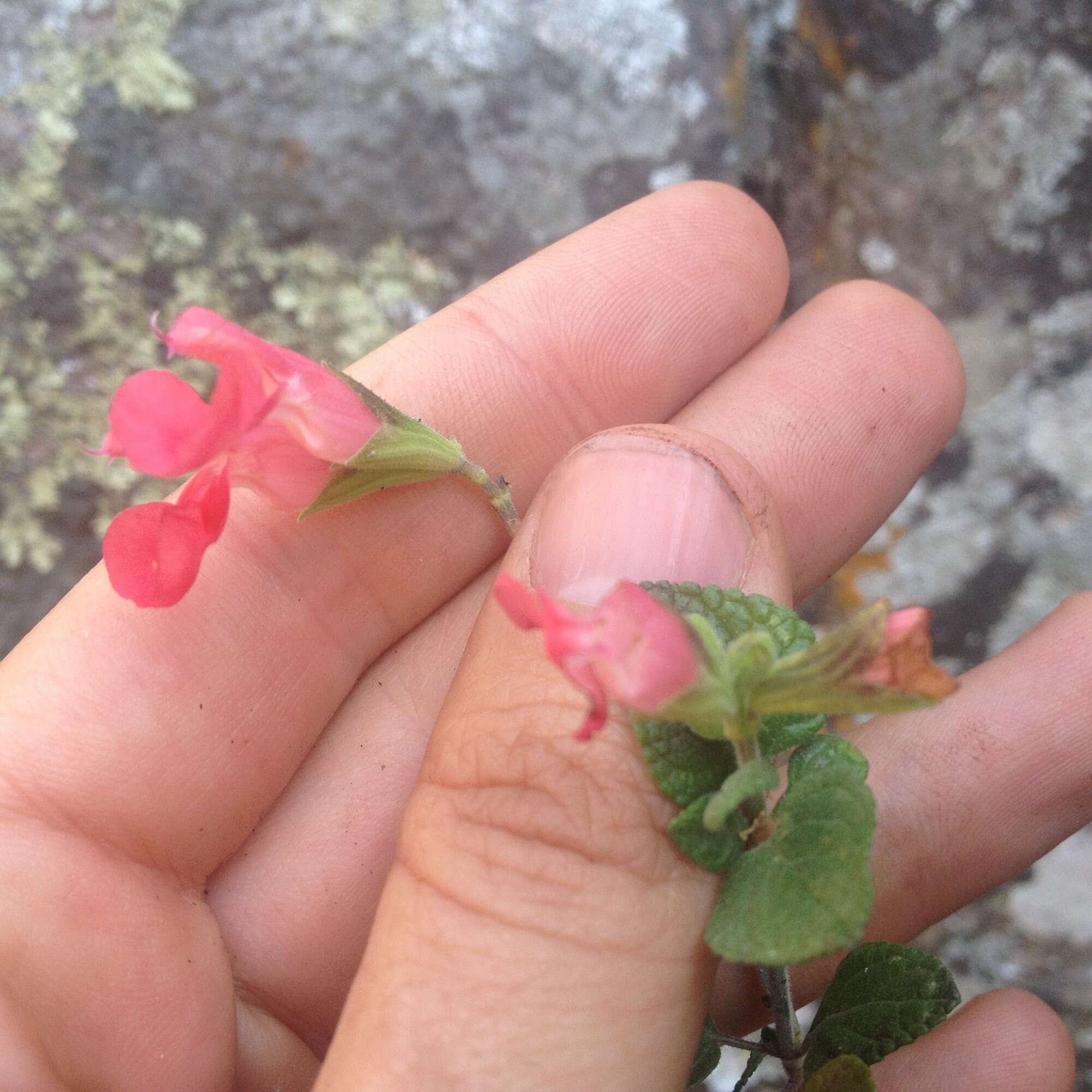 Image of Salvia pulchella DC.