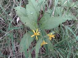 Imagem de Senecio nemorensis L.