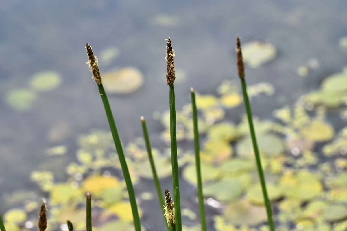 Image of Common Spike-rush