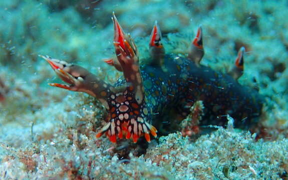 Image of Swimming nudibranch