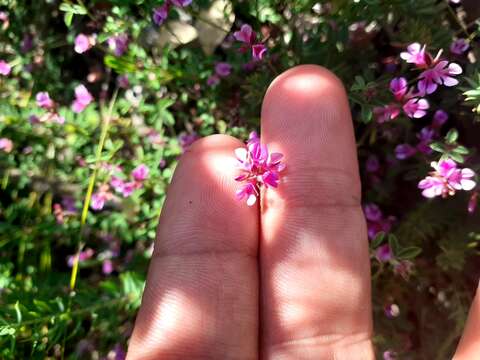 Imagem de Indigofera gracilis Spreng.