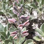 Image of Scrub lupine