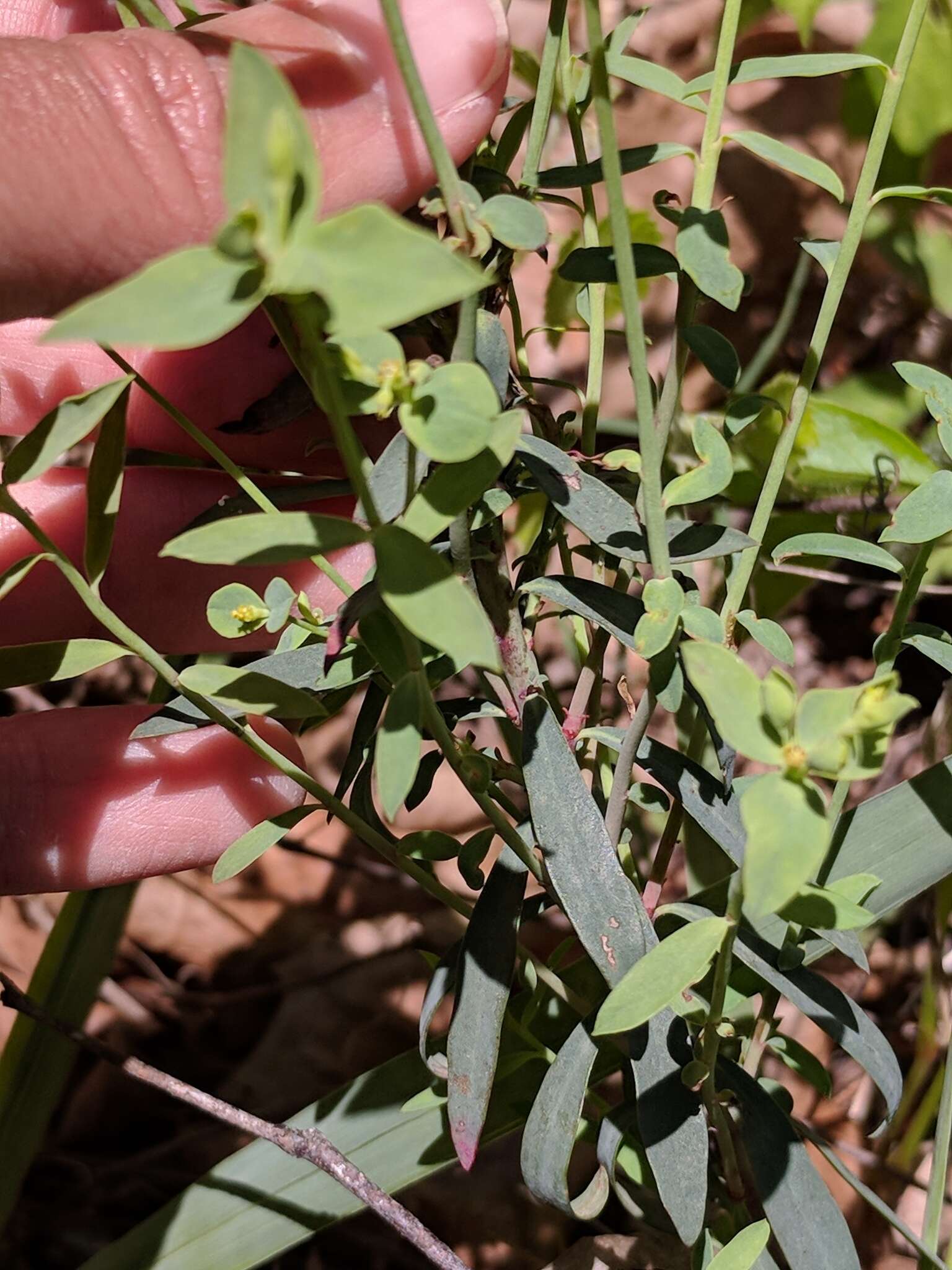 Image de Euphorbia brachycera Engelm.