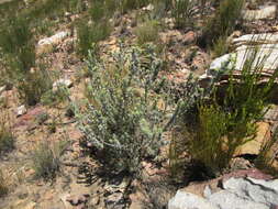 Image of <i>Aspalathus <i>shawii</i></i> subsp. shawii
