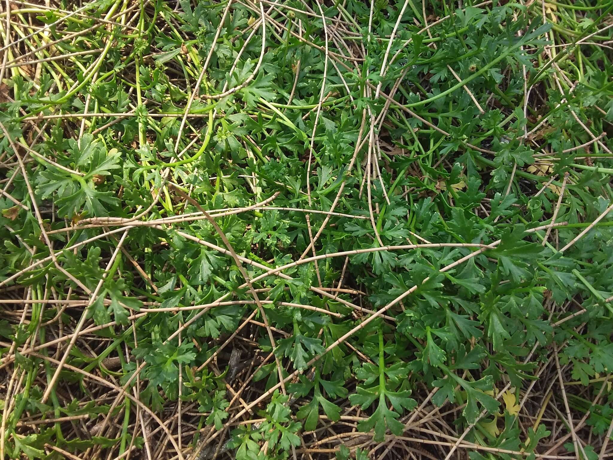 Image of Leptinella longipes Hook. fil.