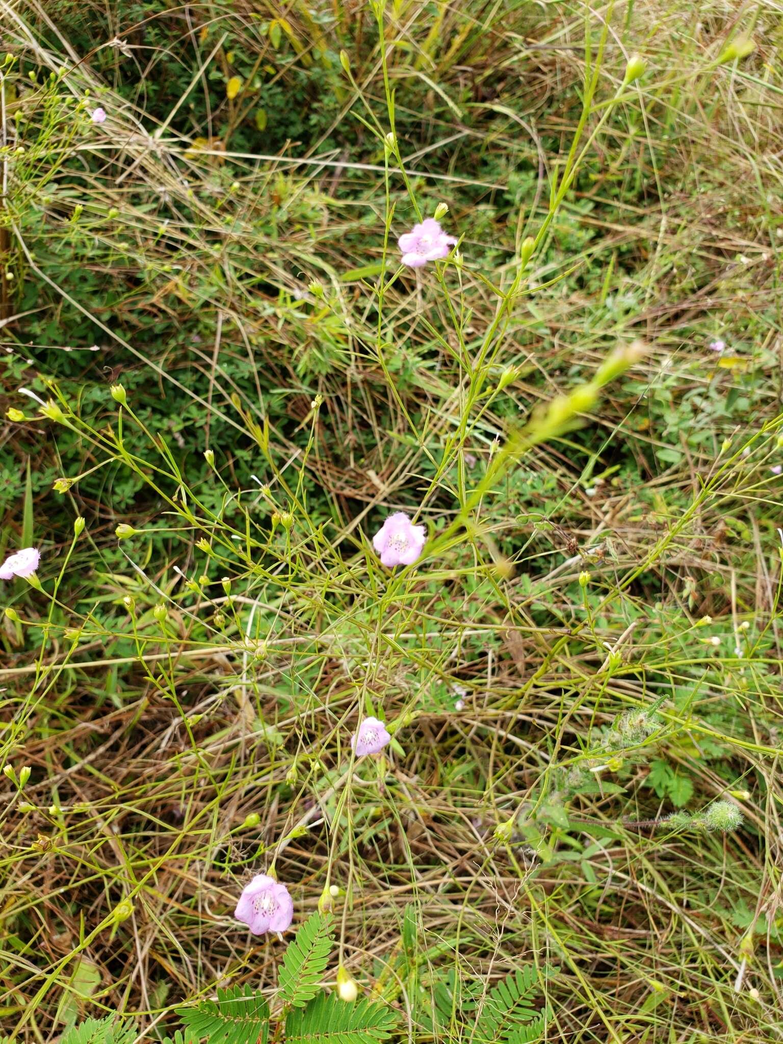 Image of green false foxglove