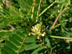 Image of Yellow Milk-vetch