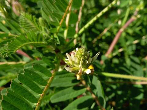 Image of Yellow Milk-vetch