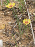 Image of Texas flax