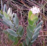 Image of Lopholaena disticha (N. E. Br.) S. Moore