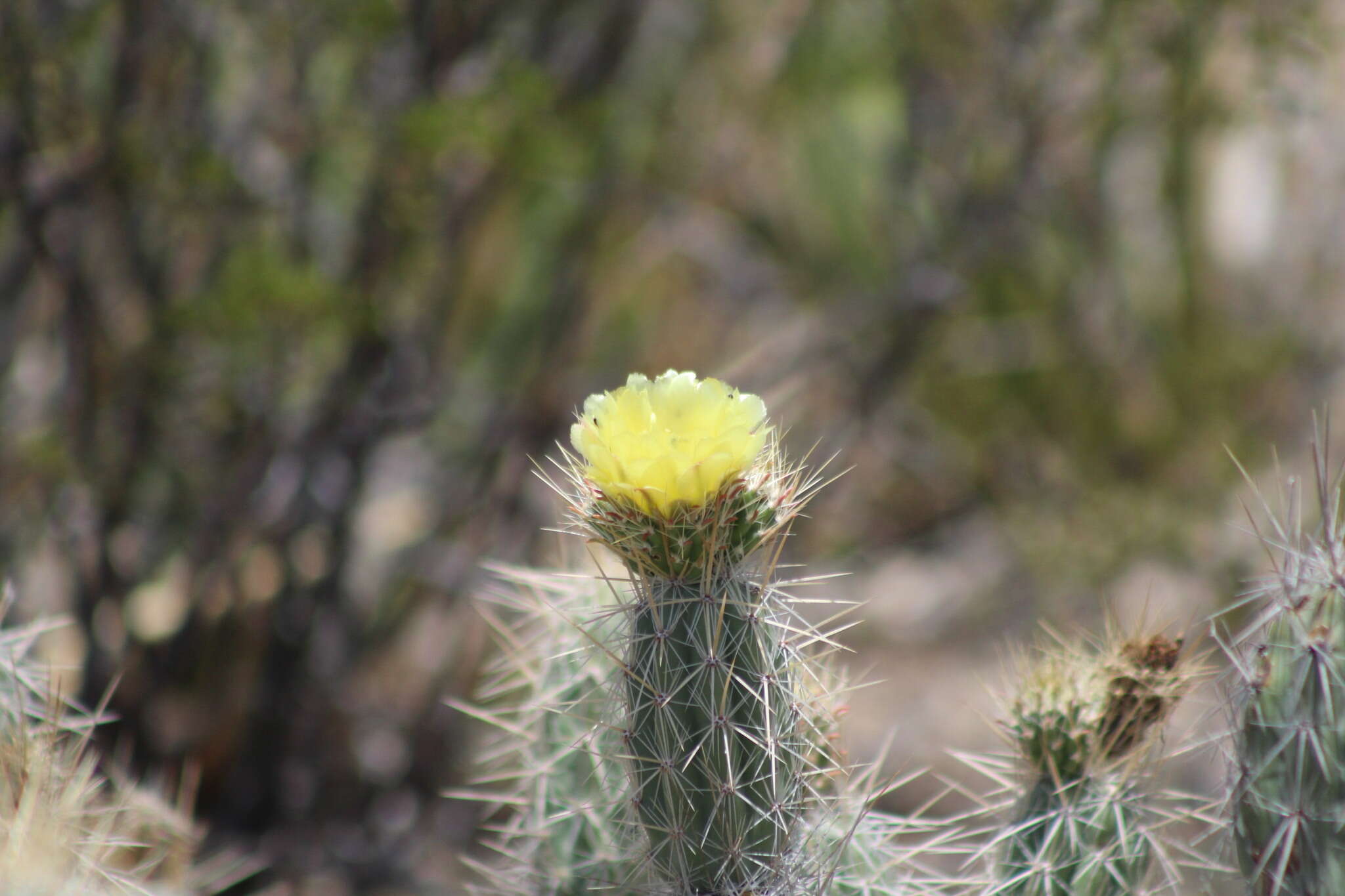 Image of Grusonia bradtiana (J. M. Coult.) Britton & Rose