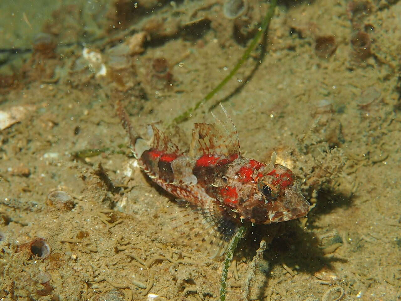 Image of Pit-head sculpin