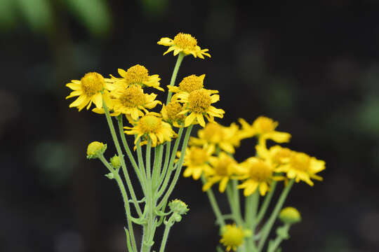 Image of Verbesina hypomalaca B. L. Rob. & Greenm.