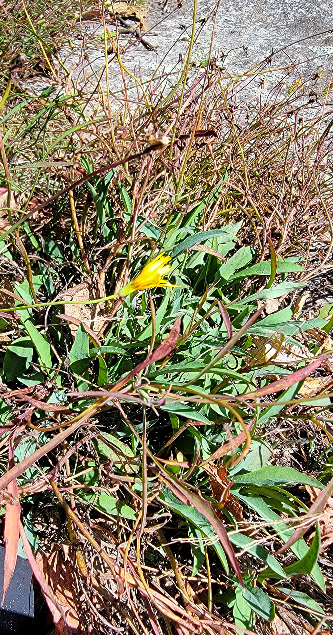 Image of mountain dwarfdandelion