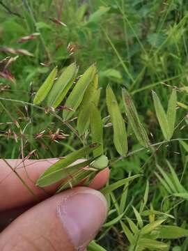 Lathyrus palustris subsp. pilosus (Cham.) Hulten的圖片