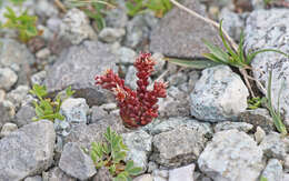 Image of <i>Sedum <i>atratum</i></i> var. atratum