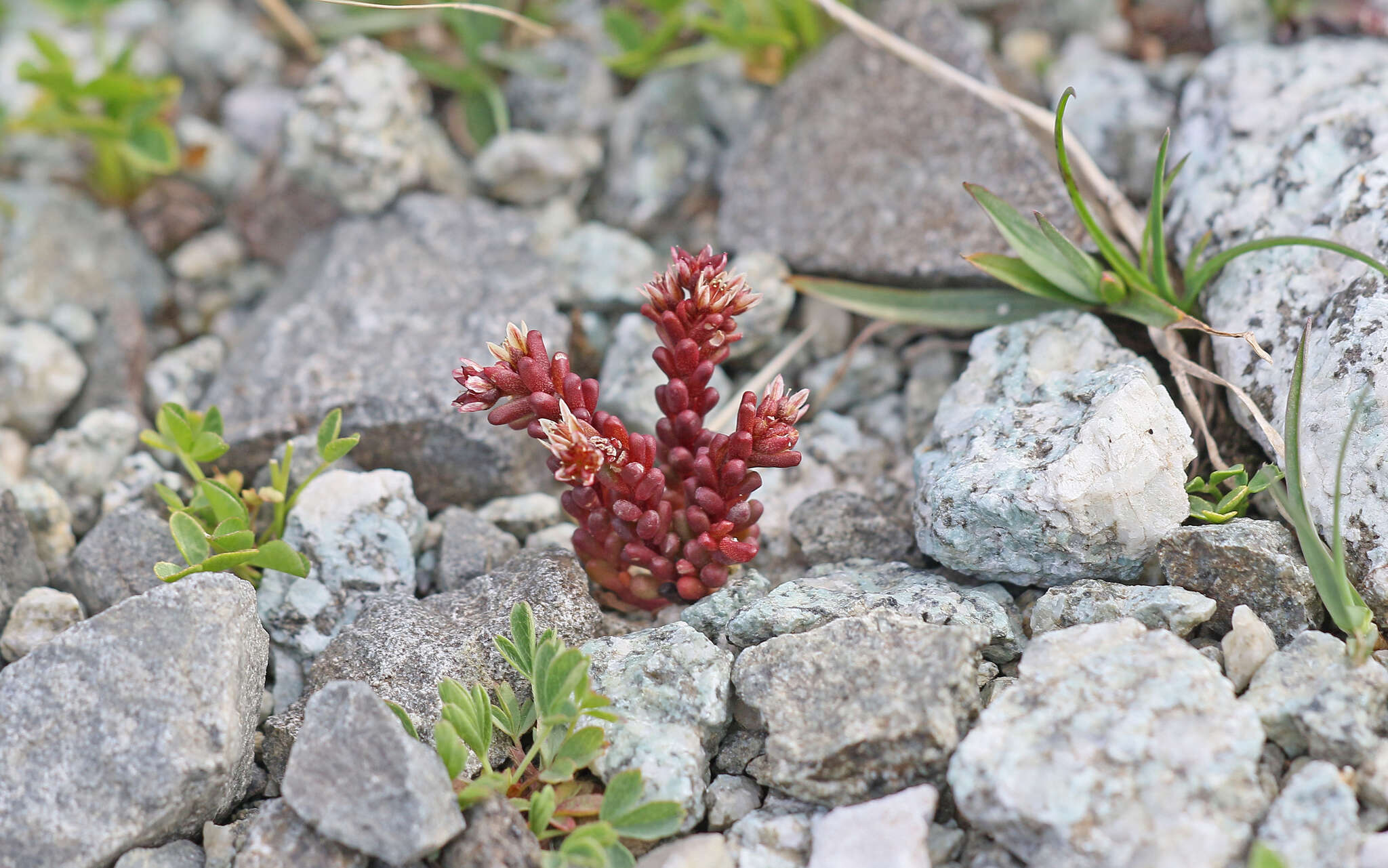 Слика од <i>Sedum <i>atratum</i></i> var. atratum