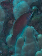 Image of Disappearing wrasse