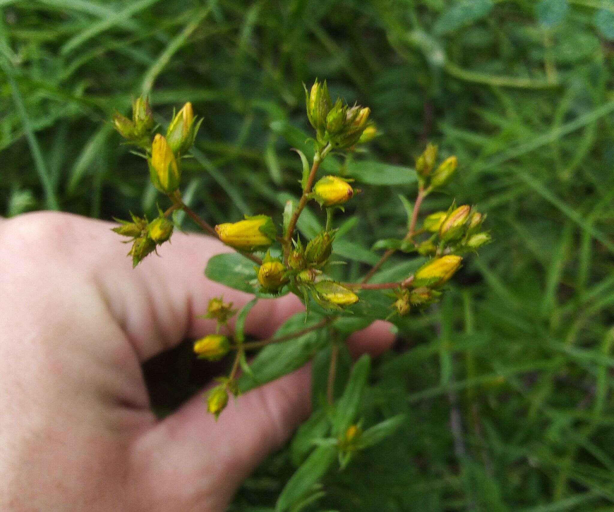 Image of Hypericum elegans Steph. ex Willd.