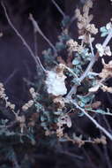 Image of Asphondylia floccosa Gagne 1986