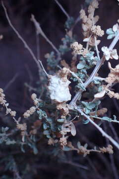 Image of Asphondylia floccosa Gagne 1986